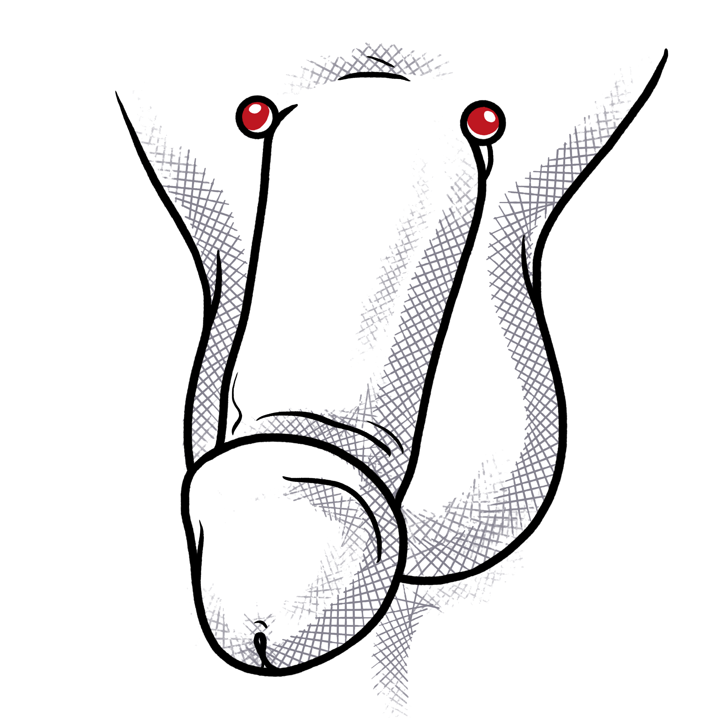 Intim piercing penis
