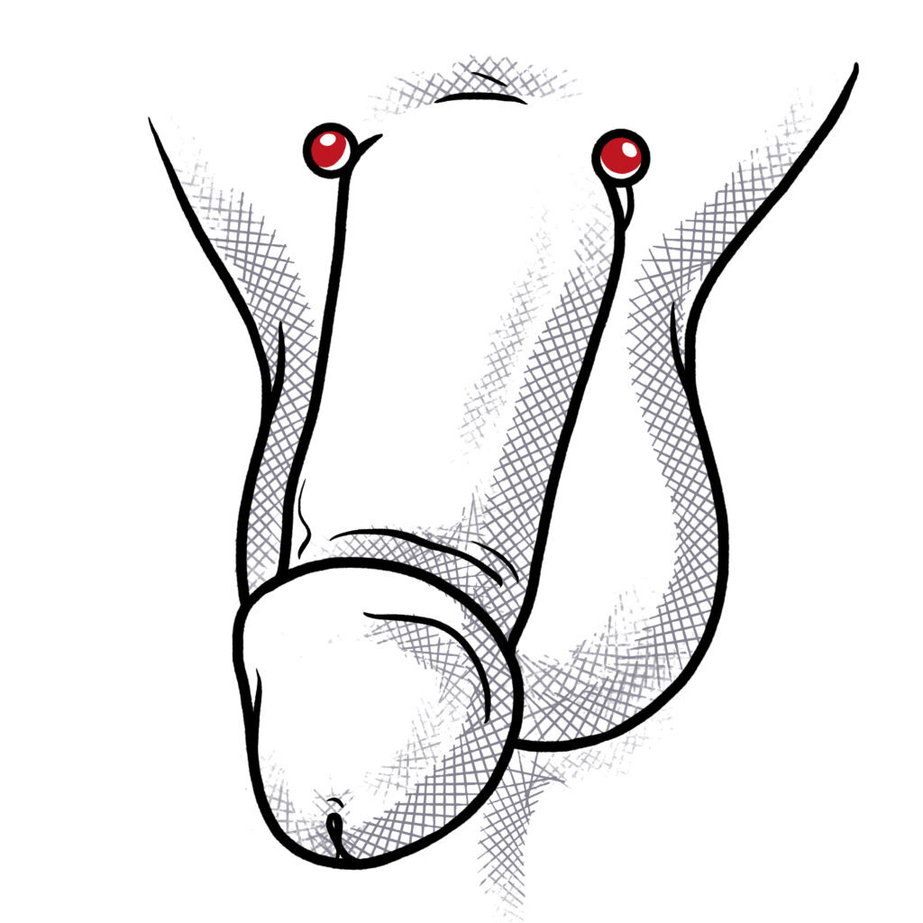 Piercing am penis